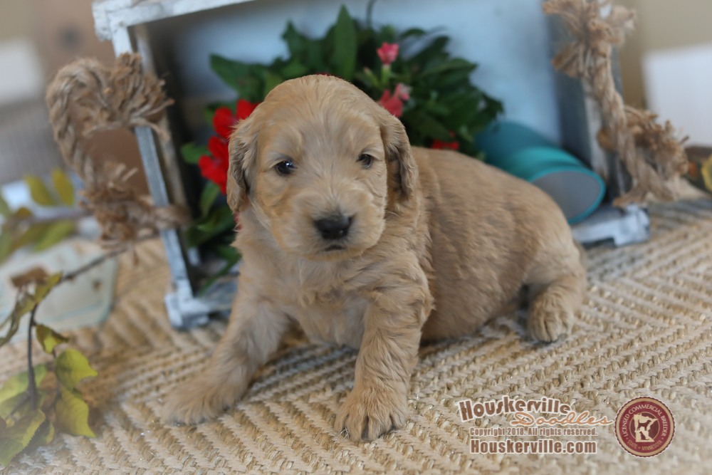 dark-blue-collar-male-9681-mini-moyen-size-bernedoodle-and